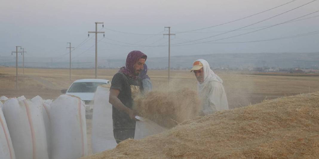 Sıcak hava ve toz en büyük düşmanları! Eski yöntemlerle ekmek mücadelesi: Günlük kazanç 3.500 TL’yi buluyor 5